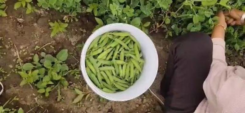 吉林万亩产区豌豆，大面积值，质量好价格低，希望老板前来考