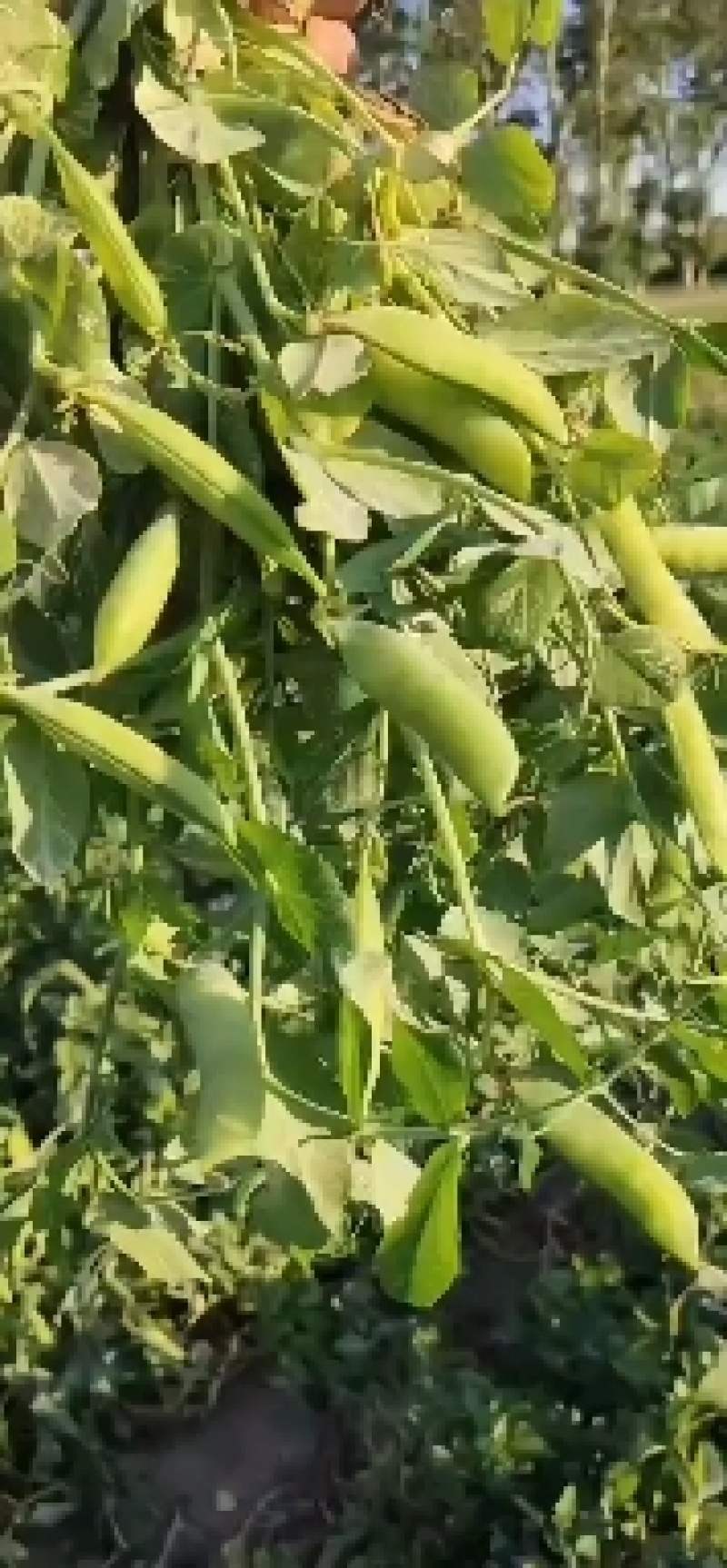 吉林万亩产区豌豆，大面积值，质量好价格低，希望老板前来考