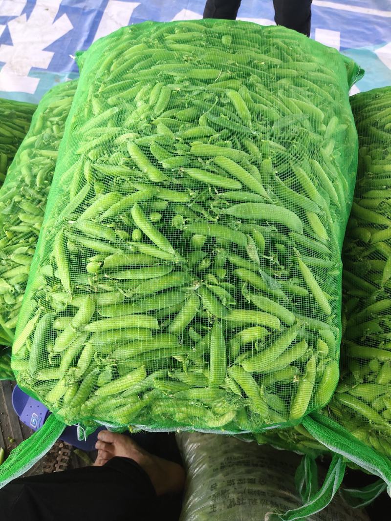 吉林万亩产区豌豆，大面积值，质量好价格低，希望老板前来考
