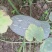 蜜本南瓜