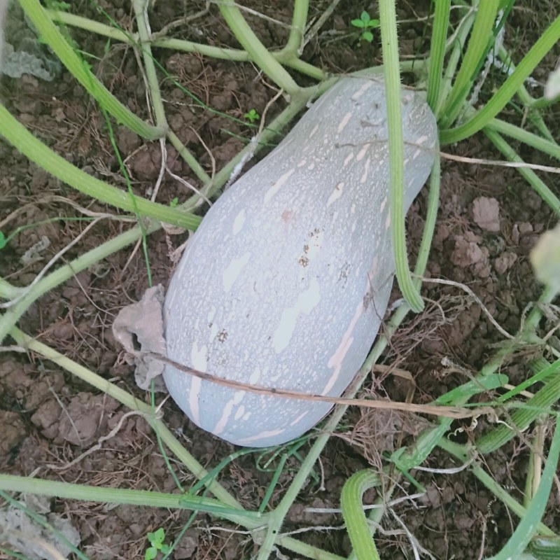 蜜本南瓜