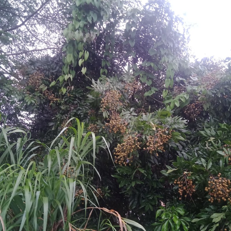 优质龙眼石硖储良古山二号等代购批发代办等，合作共赢