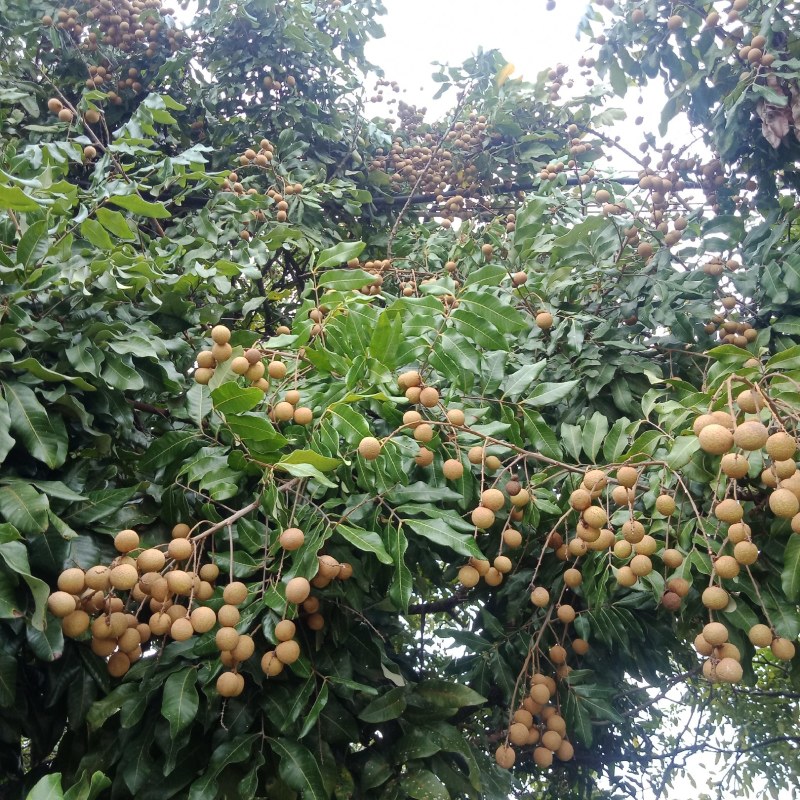 优质龙眼石硖储良古山二号等代购批发代办等，合作共赢