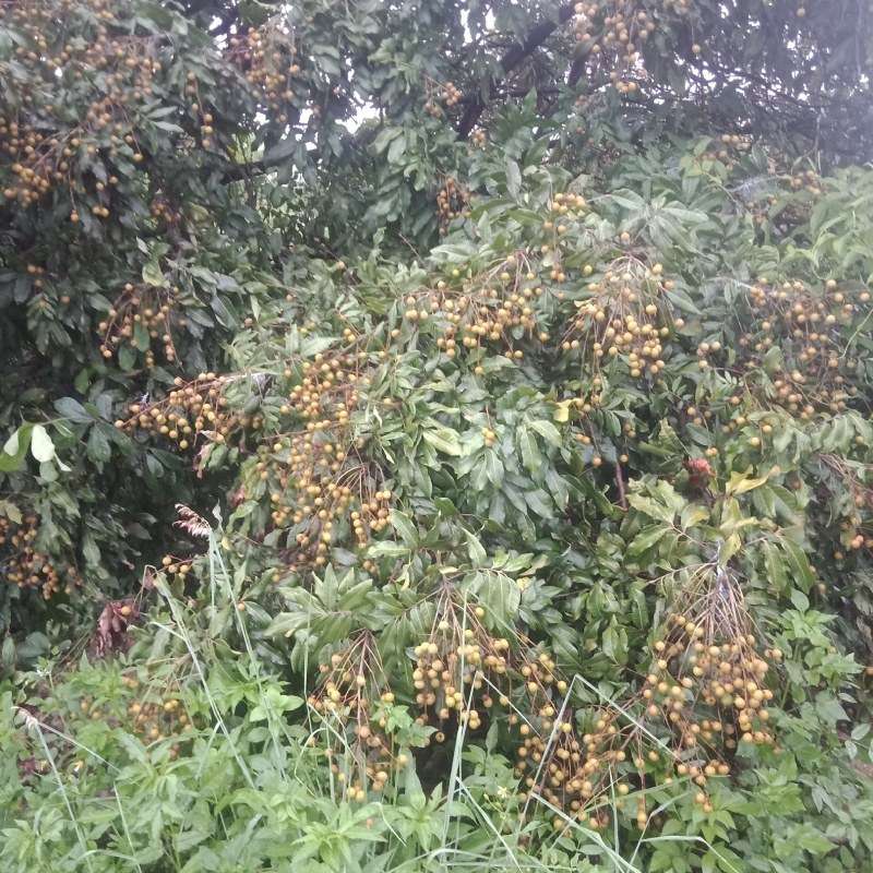 优质龙眼石硖储良古山二号等代购批发代办等，合作共赢