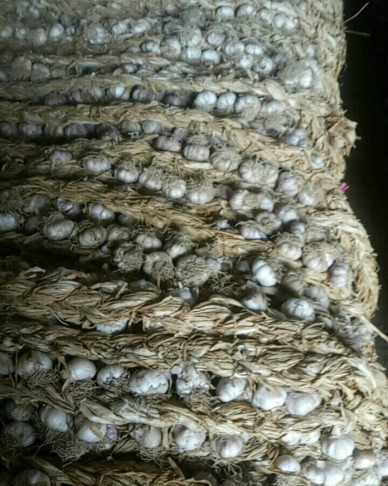 紫皮辫子蒜