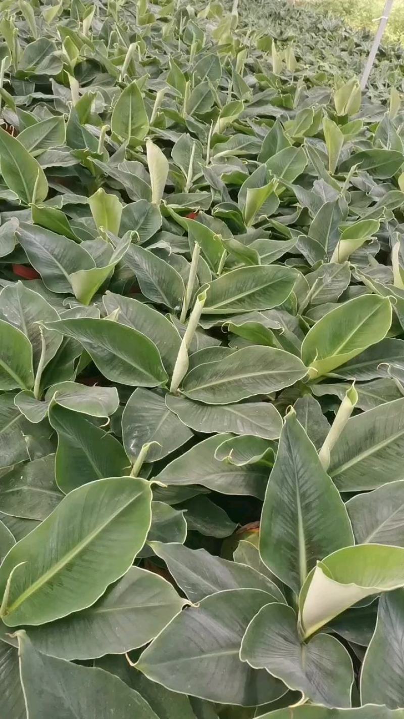 卡文迪什香蕉树，观赏型香蕉树，迷你型盆栽树量大优惠