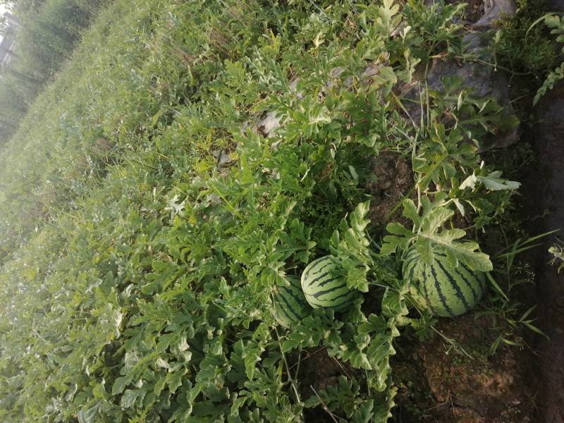 露天西瓜8424大量上市欢迎：各位老板前来定货