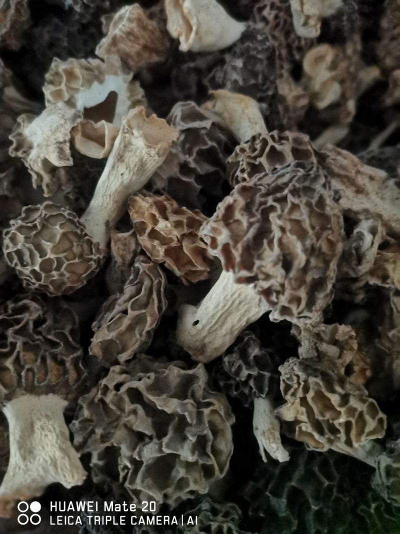 河南卢氏野生羊肚菌，中上通货，选货等