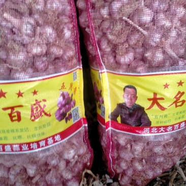 河北大名蒜种——百盛五月青，基地直供，品质保证（热销）