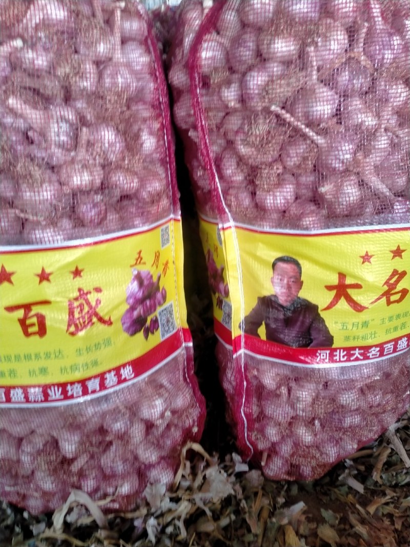 河北大名蒜种——百盛五月青，基地直供，品质保证（热销）