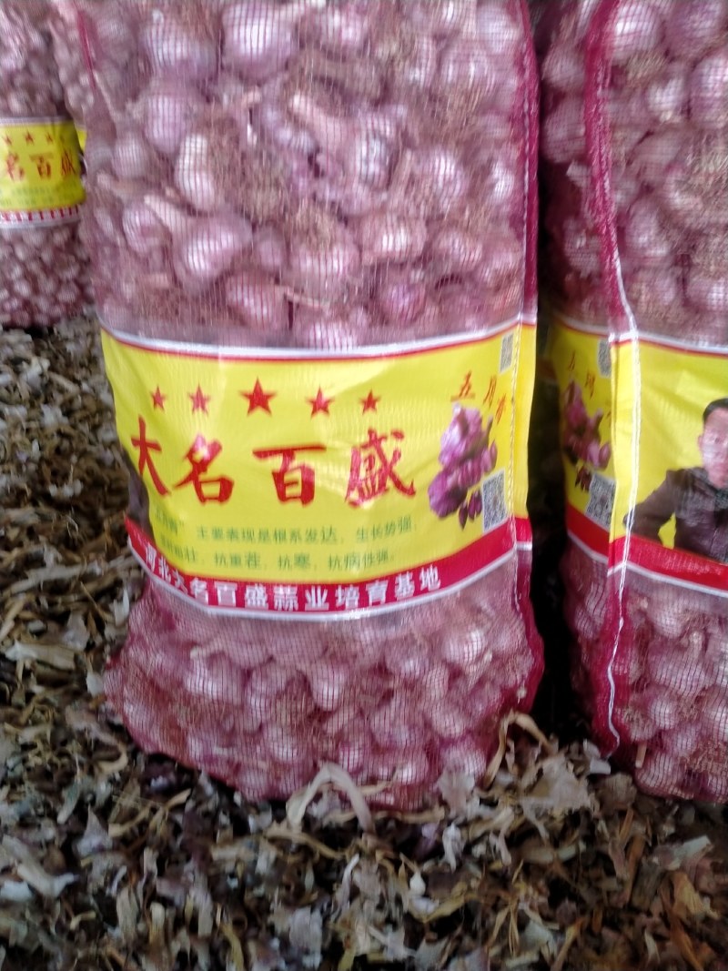 河北大名蒜种——百盛五月青，基地直供，品质保证（热销）