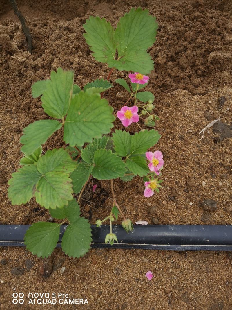 红颜草莓苗山东草莓苗规格齐全苗圃现挖成活率高欢迎咨