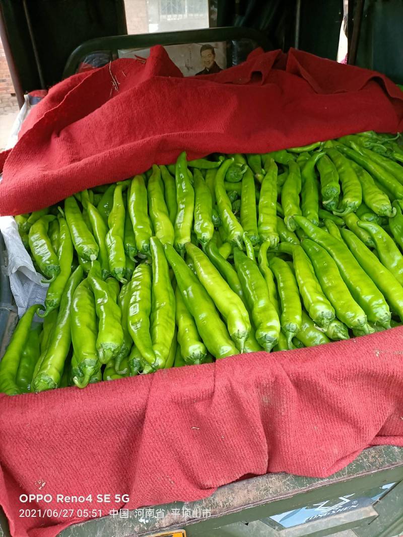 深绿色辣椒，发，山西，河北，陕西，