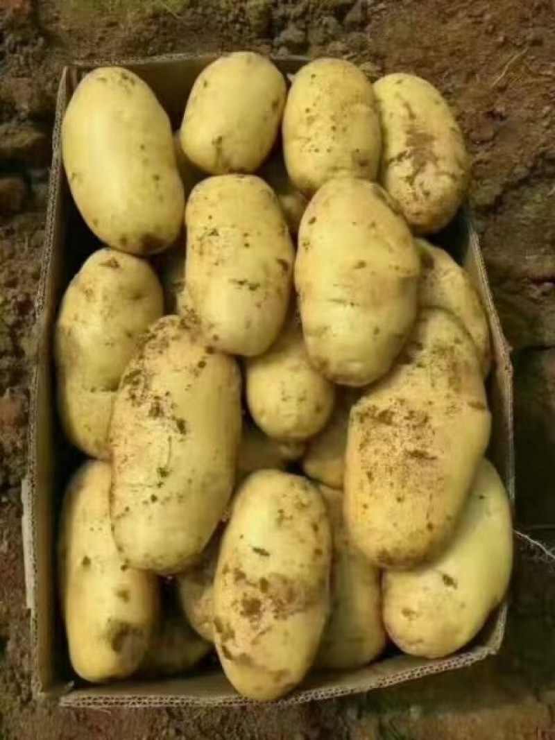 荷兰十五土豆个头大颜色好