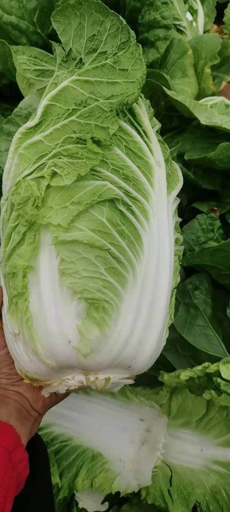 黄心白菜，产地直销，欢迎全国各地新老客户采购。