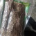 卡宾达树皮厚的薄的都有量大欢迎选购！