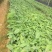 土茯苓苗白肉品种提供种植技术收购