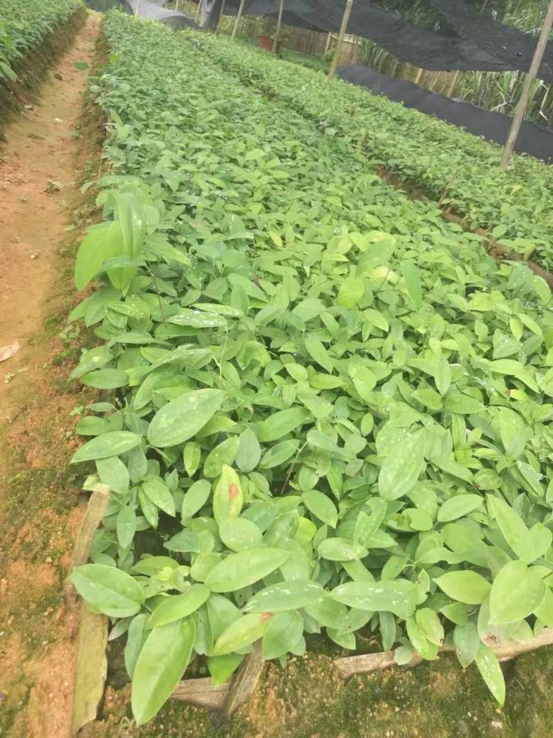 土茯苓苗白肉品种提供种植技术收购