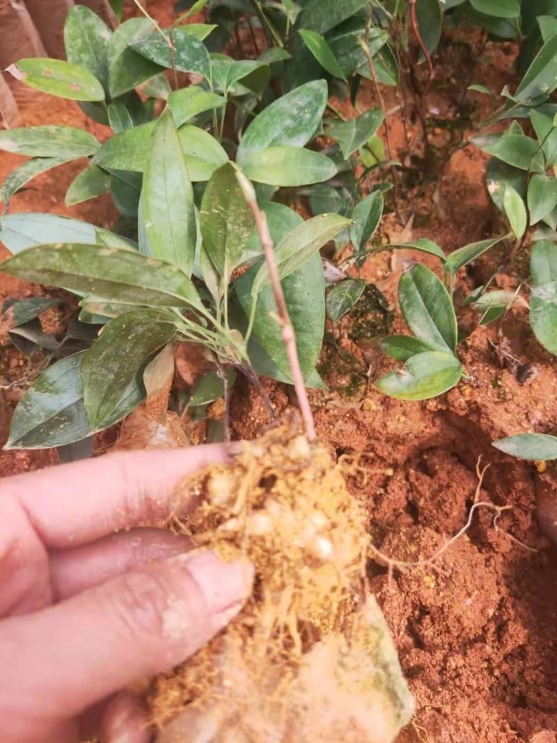 土茯苓苗白肉品种提供种植技术收购