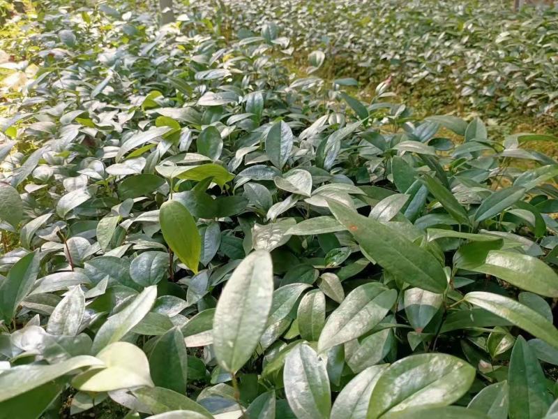 土茯苓苗白肉品种提供种植技术收购