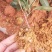 土茯苓苗白肉品种提供种植技术收购