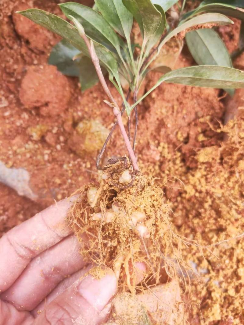 土茯苓苗白肉品种提供种植技术收购