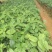 土茯苓苗白肉品种提供种植技术收购