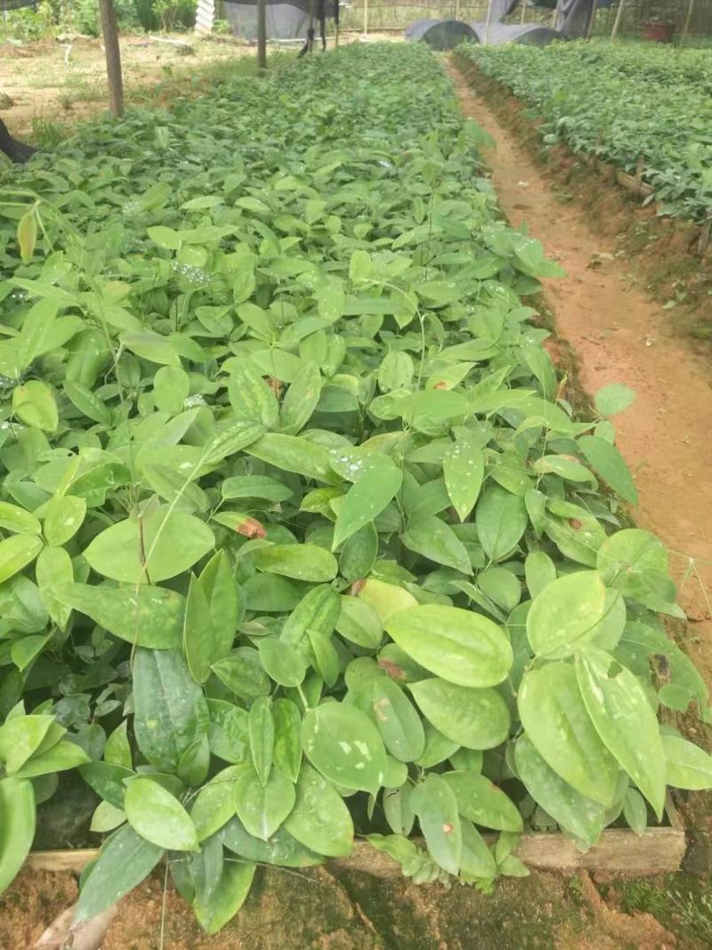 土茯苓苗白肉品种提供种植技术收购