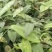 土茯苓苗白肉品种提供种植技术收购