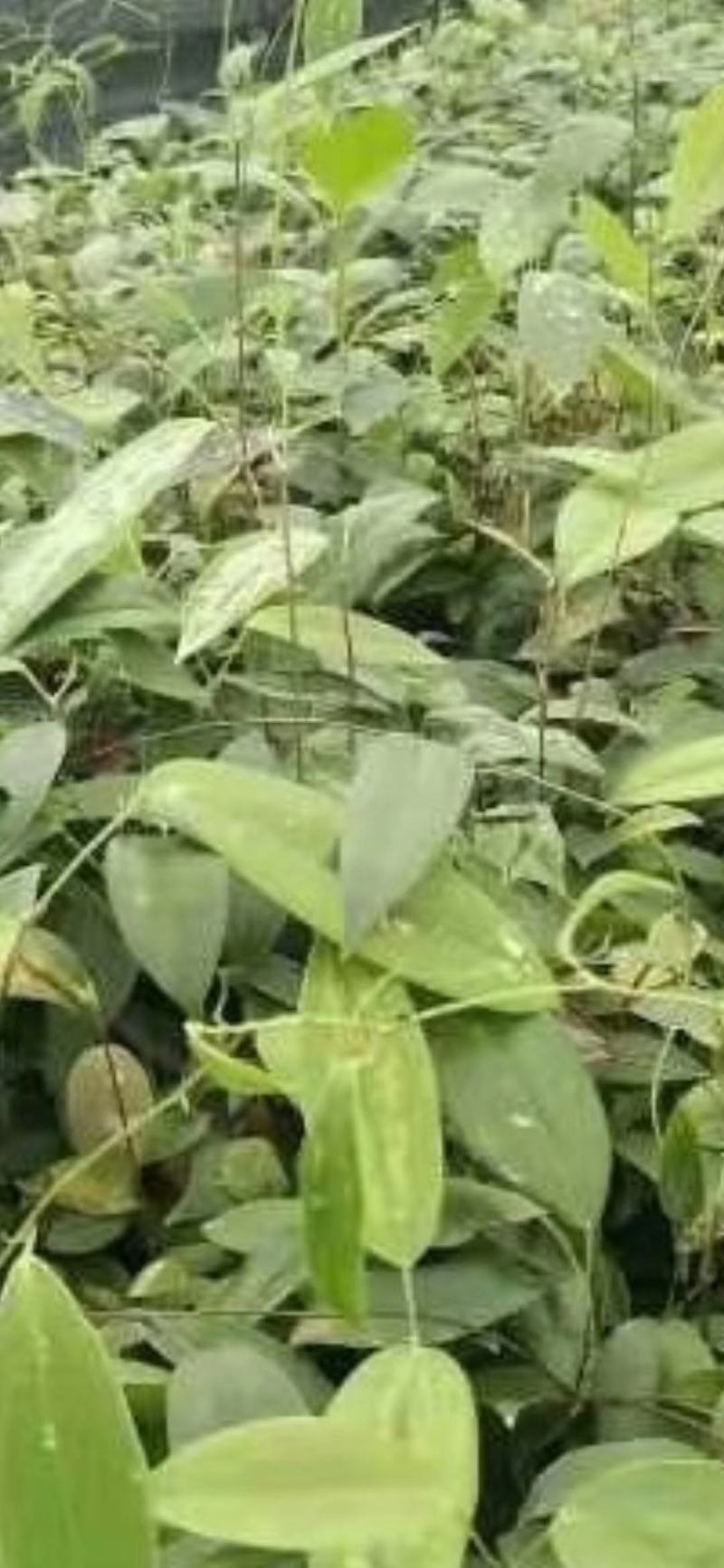 土茯苓苗白肉品种提供种植技术收购