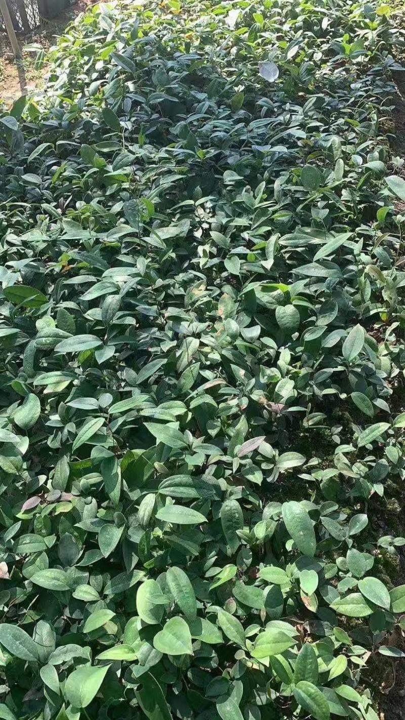 土茯苓苗白肉品种提供种植技术收购