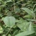 土茯苓苗白肉品种提供种植技术收购