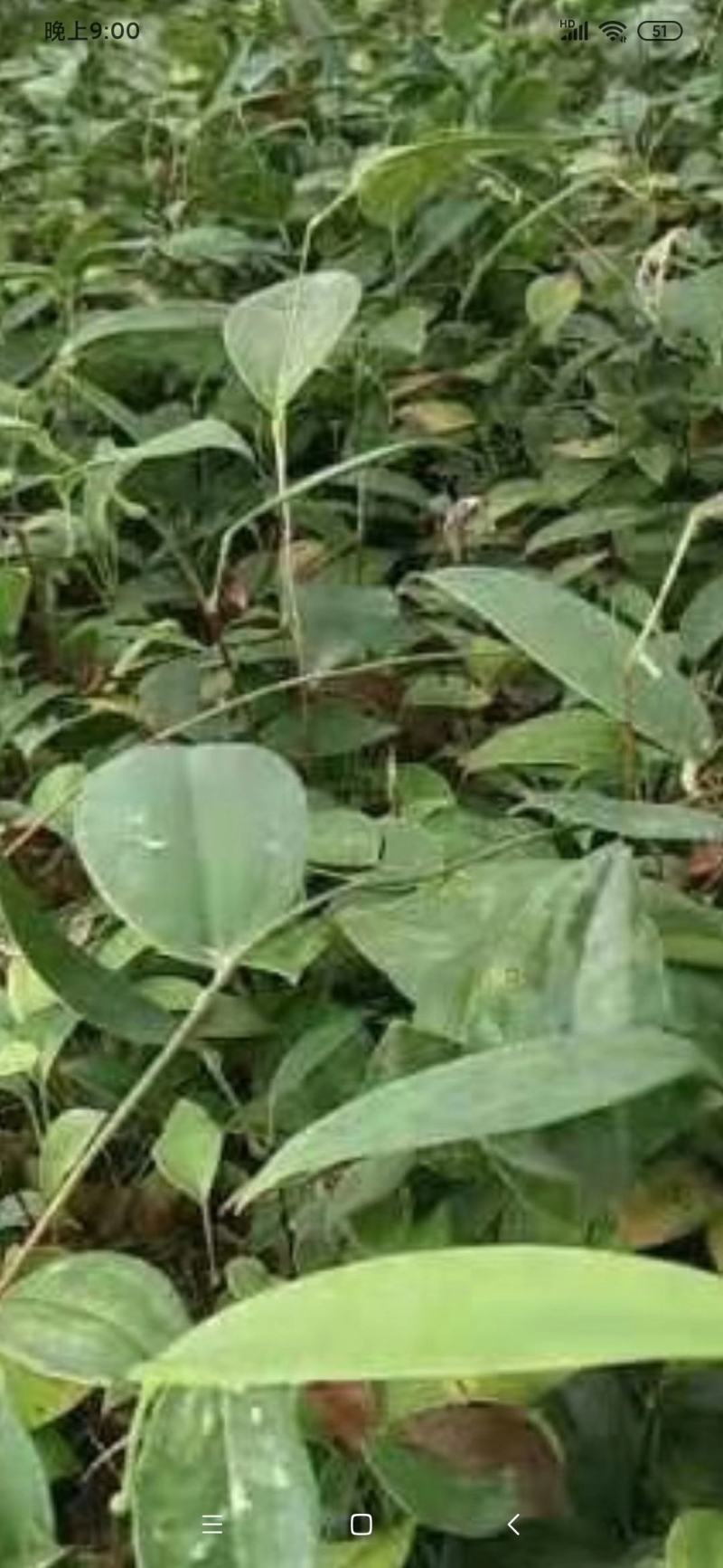 土茯苓苗白肉品种提供种植技术收购