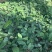 土茯苓苗白肉品种提供种植技术收购