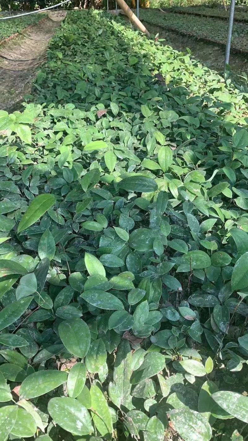 土茯苓苗白肉品种提供种植技术收购