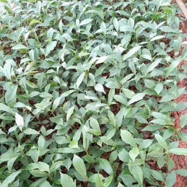 白花牛奶苗品种正宗提供种植技术收购