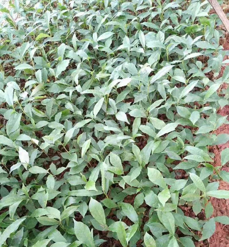 白花牛奶苗品种正宗提供种植技术收购