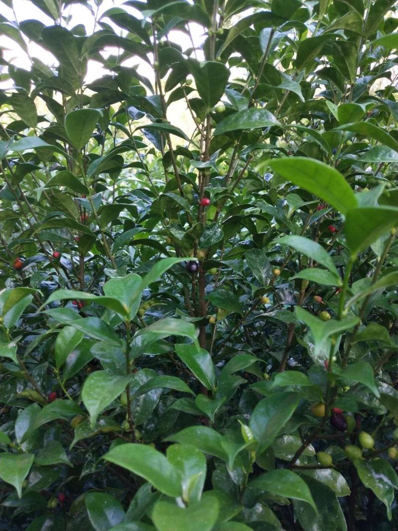 白花牛奶苗品种正宗提供种植技术收购