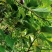 白花牛奶苗品种正宗提供种植技术收购