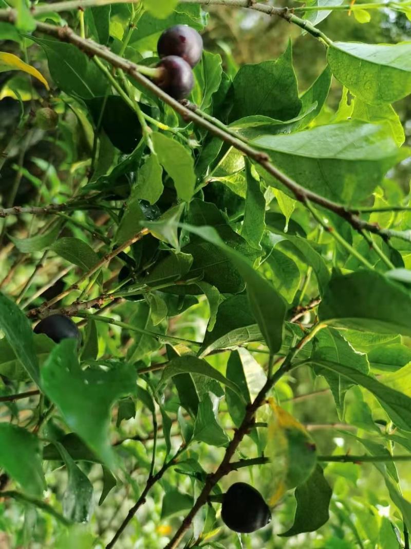 白花牛奶苗品种正宗提供种植技术收购