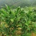 白花牛奶苗品种正宗提供种植技术收购
