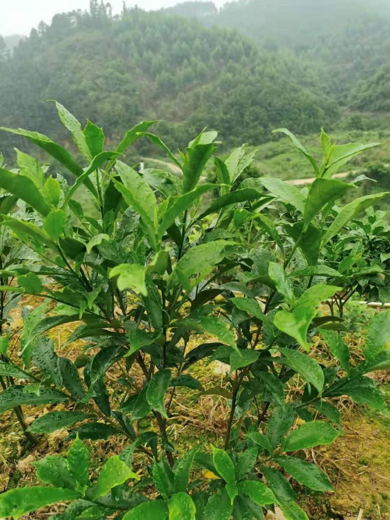 白花牛奶苗品种正宗提供种植技术收购