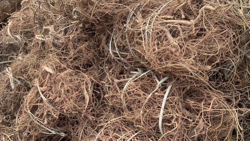 白花牛奶苗品种正宗提供种植技术收购