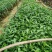 白花牛奶苗品种正宗提供种植技术收购