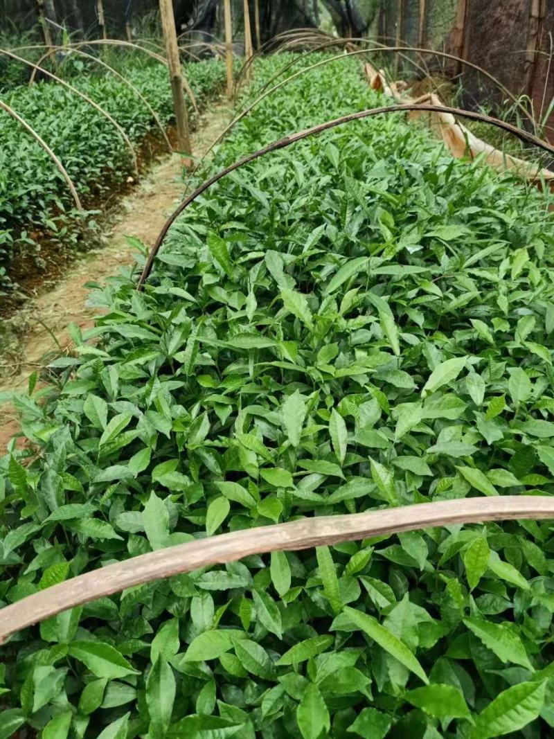 白花牛奶苗品种正宗提供种植技术收购