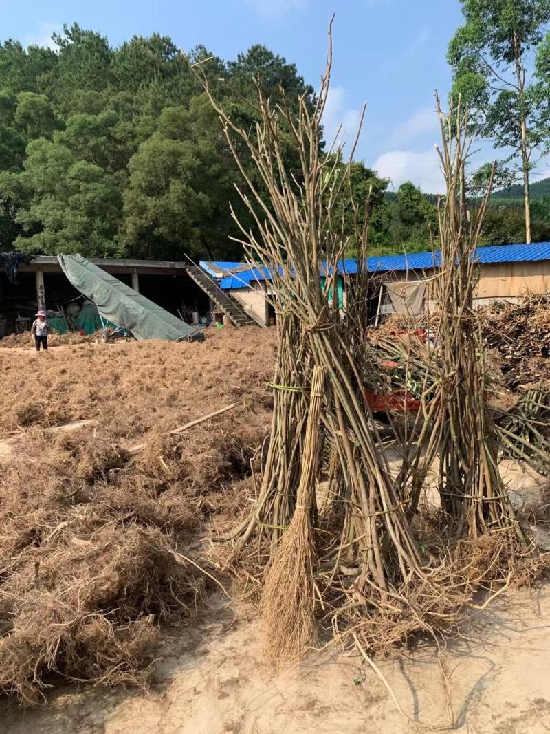 白花牛奶苗品种正宗提供种植技术收购
