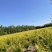4公分矮接金叶榆,彩叶金叶榆,中华金叶榆