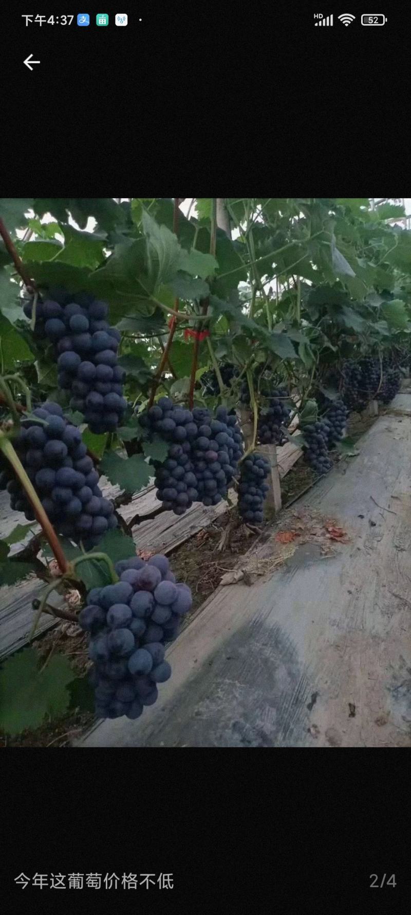 夏黑葡萄