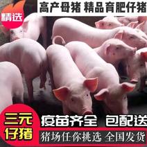 仔猪大量供应品种齐全防疫到位品种齐全全国发货！