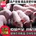 仔猪大量供应品种齐全防疫到位品种齐全全国发货！